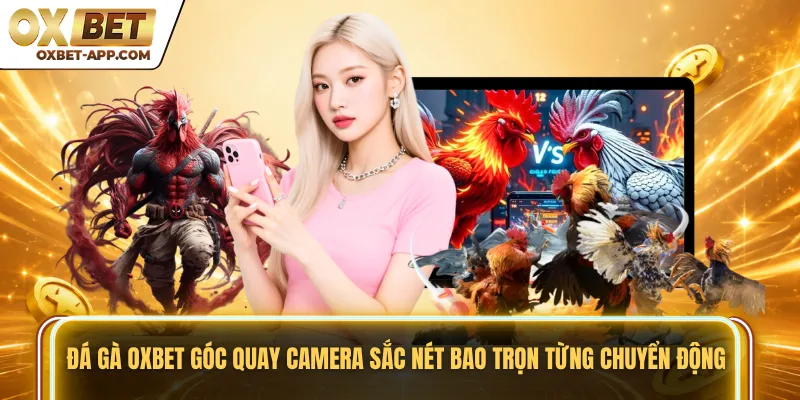Đá gà OXBET góc quay camera sắc nét bao trọn từng chuyển động