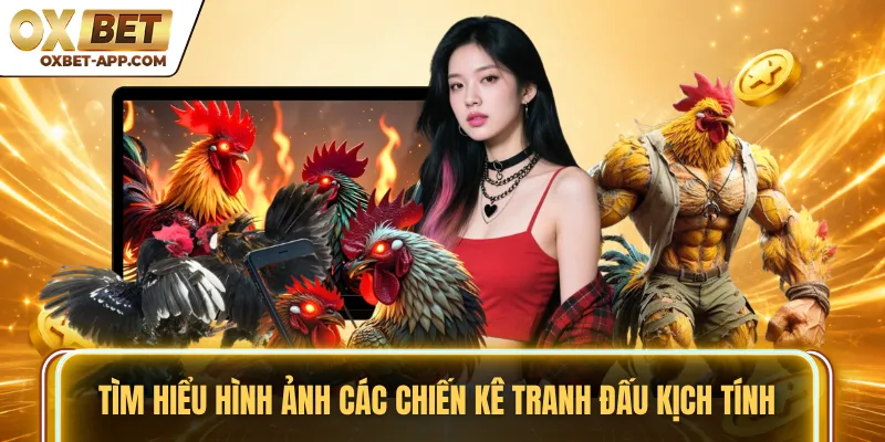 Tìm hiểu hình ảnh các chiến kê tranh đấu kịch tính
